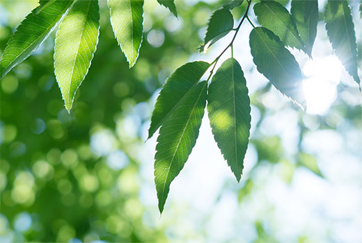 環境への取り組み